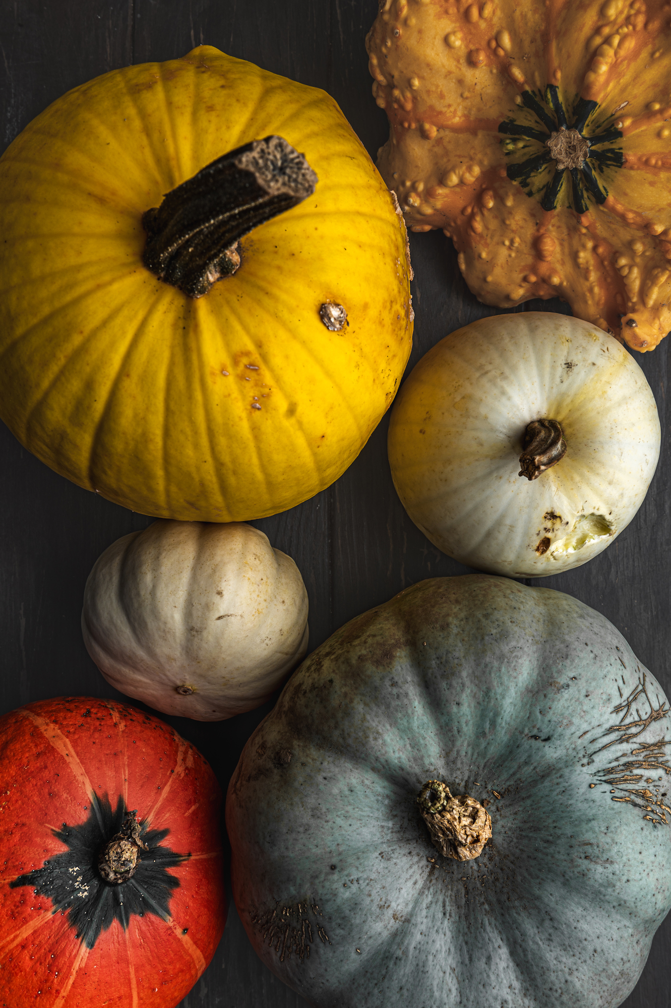 overhead view of colorful seasonal pumpkins, with different sizes and textures by teri-ann carty